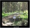 LondonTaxiTour_Com-Harry-Potter-Filming-Deathly-Hallows-Swinley-Forest-Art-Work.jpg